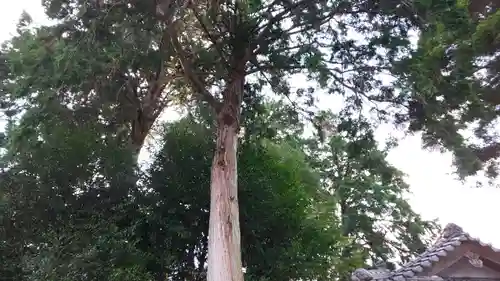 稗田野神社(薭田野神社)の自然