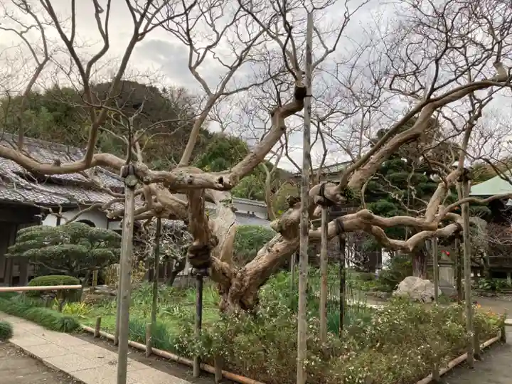 極楽寺(霊鷲山感應院極楽律寺)の自然