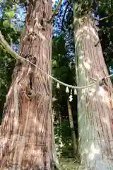 夏井諏訪神社の自然