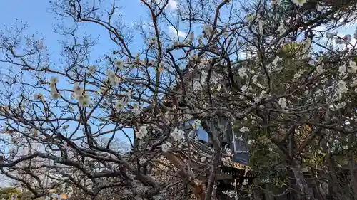 勝行院(法海寺)の自然