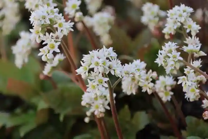 大鏑神社の自然