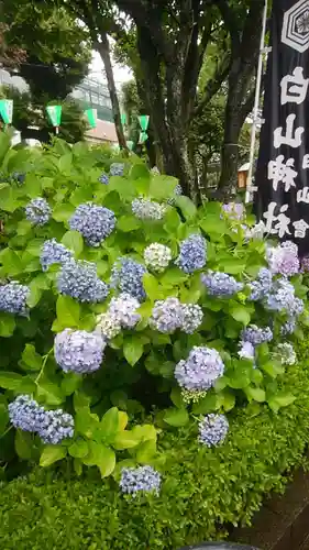 白山神社の自然