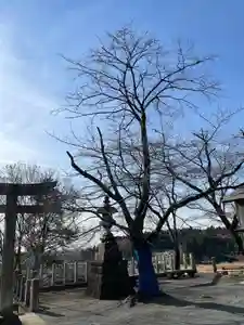 賀茂別雷神社(栃木県) 2024年12月22日(日)〜(2024年12月20日(金) 12時05分16秒投稿)