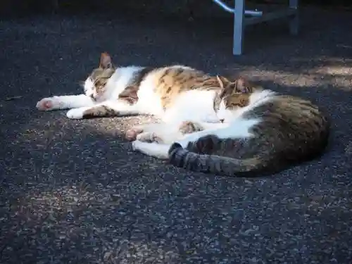 唐澤山神社の動物