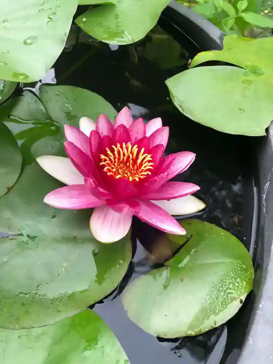 木舟山 順教寺の庭園