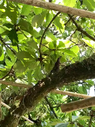 宗像大社の自然