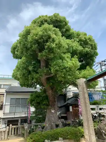 生野八坂神社(大阪府)