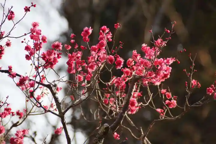 長岡天満宮(京都府)