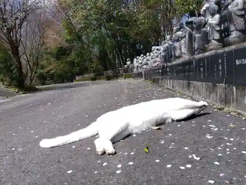 御誕生寺（猫寺）(福井県)