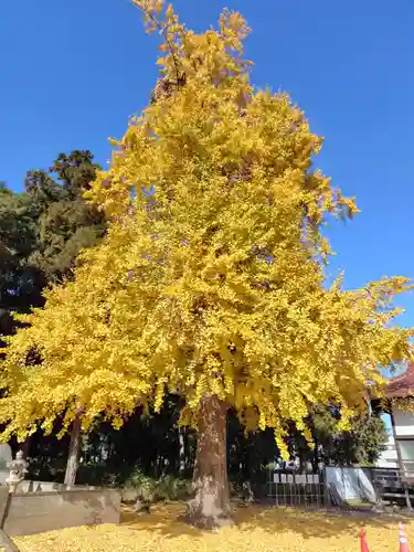専光寺(群馬県)