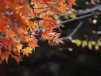 天王山 安楽寺(福井県)