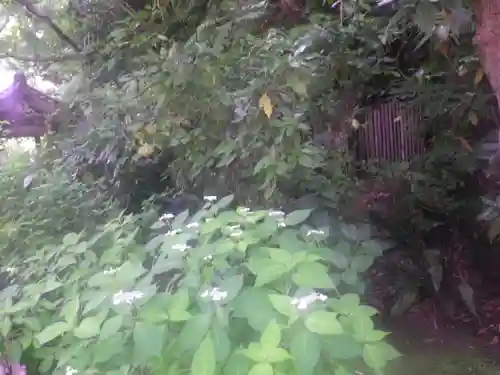 安國論寺（安国論寺）の自然