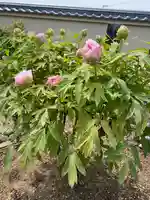 真言宗 善通寺派 薬王寺(香川県)