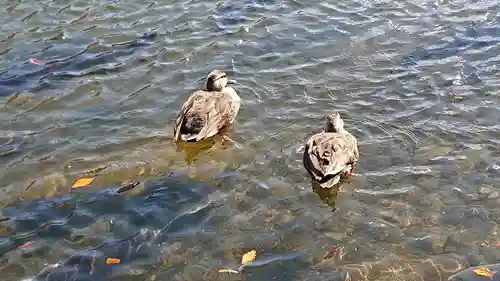 赤城神社の動物