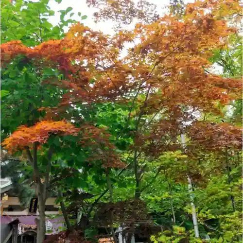 彌彦神社　(伊夜日子神社)の自然