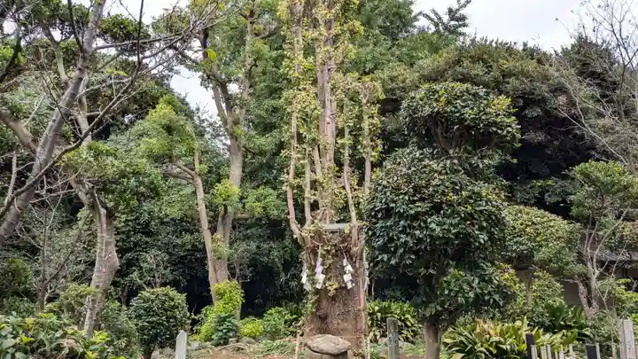 江島神社の自然