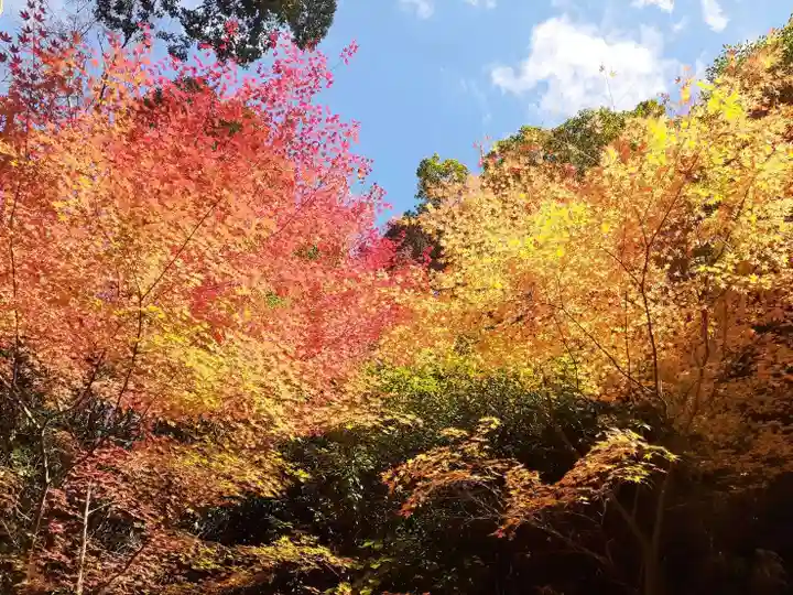朝護孫子寺(奈良県)
