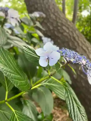 越谷香取神社の自然