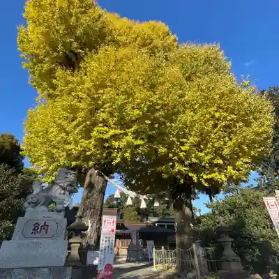 亀ケ池八幡宮(神奈川県)