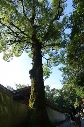 伊勢神宮外宮（豊受大神宮）の自然