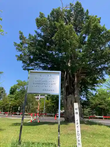 札幌護國神社の自然