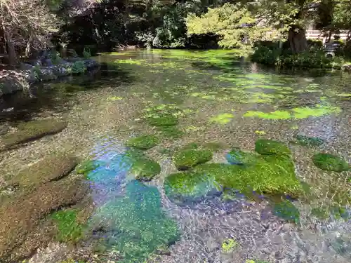 富士山本宮浅間大社(静岡県)