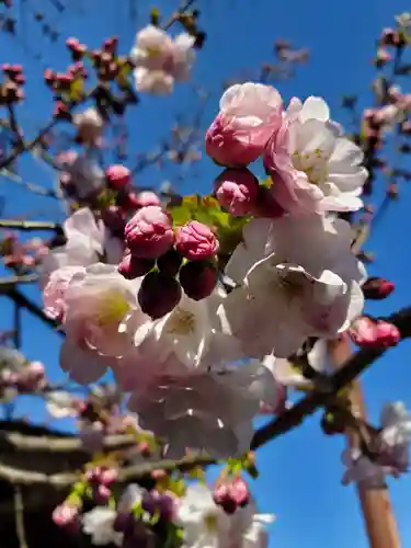 沙沙貴神社の自然