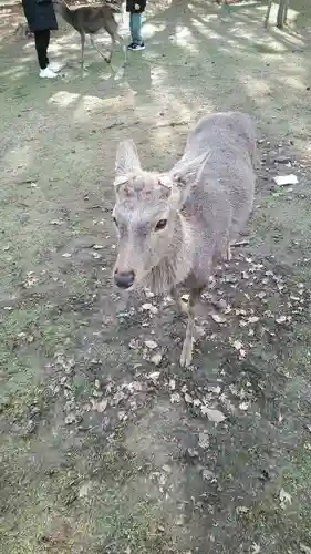 長谷寺(奈良県)