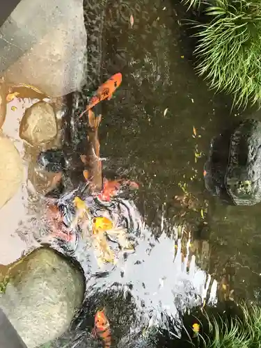 大久保山 自性院の動物