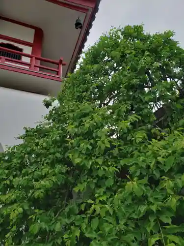 成願寺(東京都)