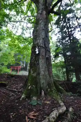 河口浅間神社(山梨県)