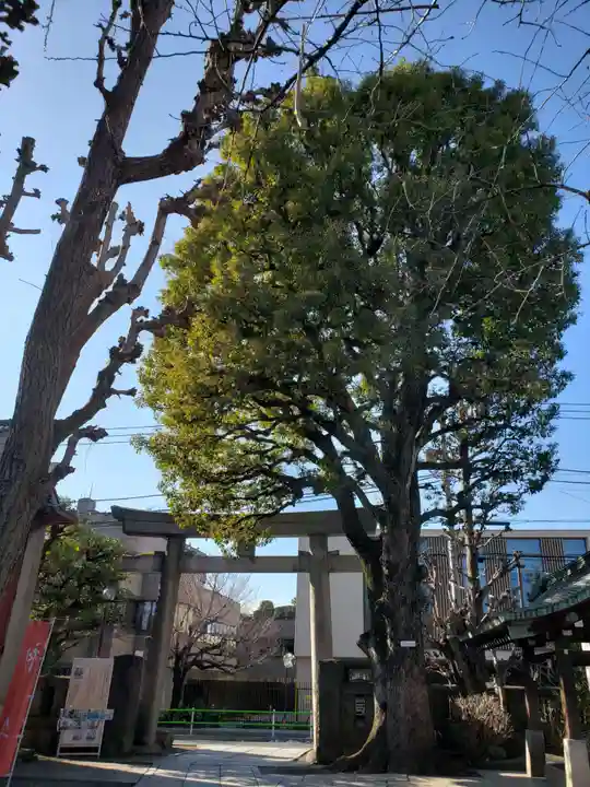 麻布氷川神社の自然