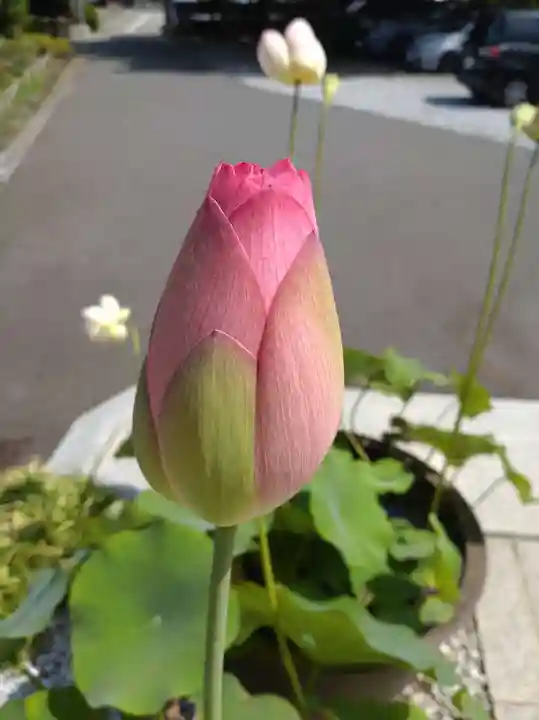 時宗総本山 遊行寺(正式:清浄光寺)(神奈川県)