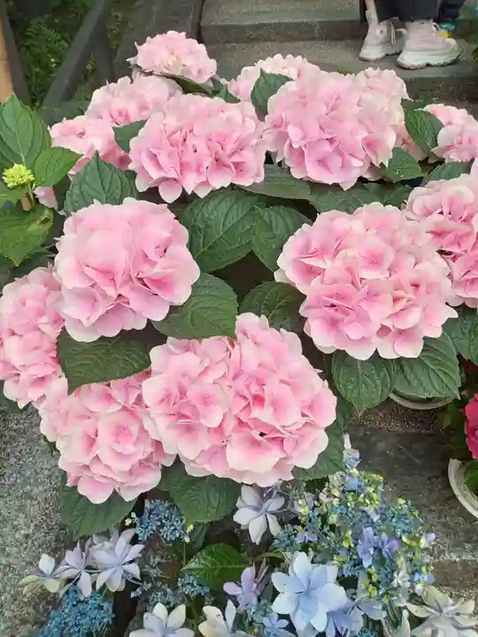 岡寺(龍蓋寺)(奈良県)