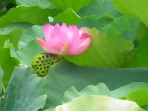 鶴岡八幡宮の自然