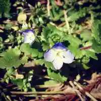 壽徳寺 じゅとくじの自然