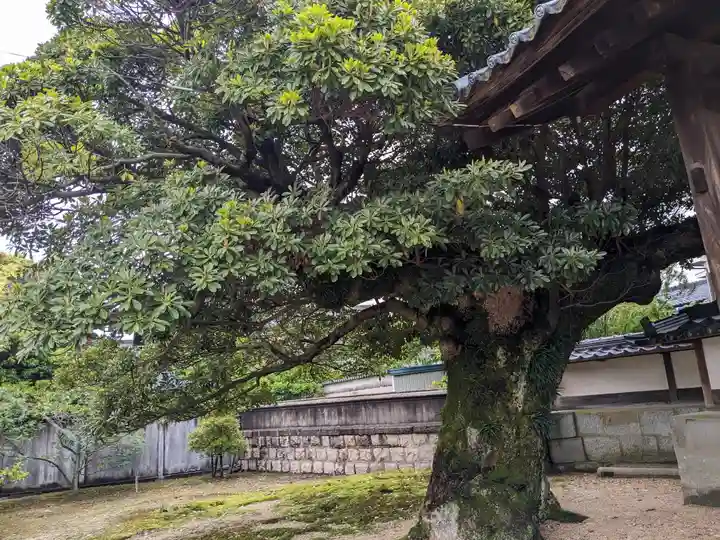 来迎寺(福井県)