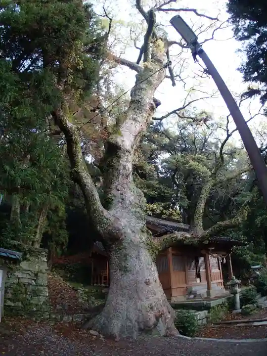 厳原八幡宮神社の自然
