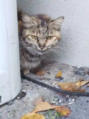 御誕生寺（猫寺）(福井県)