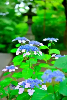 妙本寺(神奈川県)