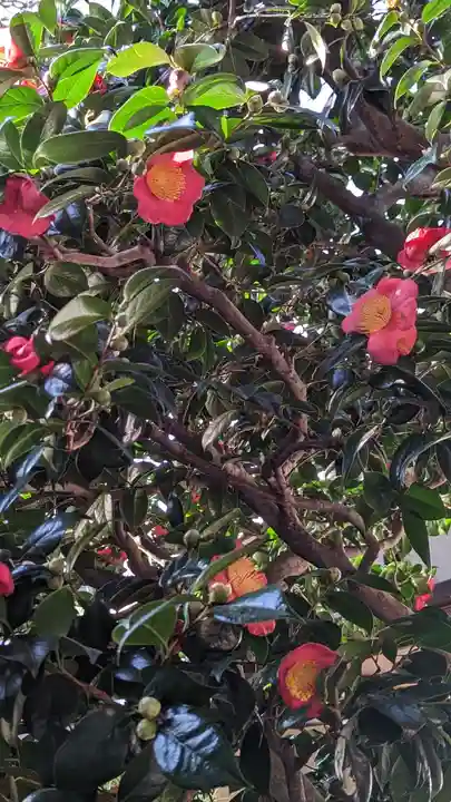 妙蓮寺(京都府)