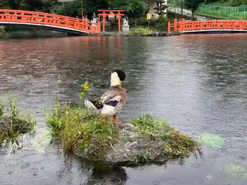 富士山本宮浅間大社の動物