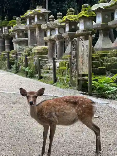 春日大社の動物