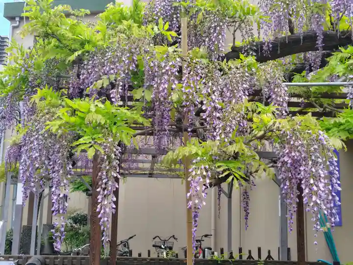 藤之宮 春日神社(野田の藤跡)(大阪府)