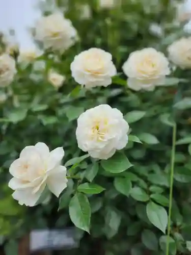 子安神社(茨城県)