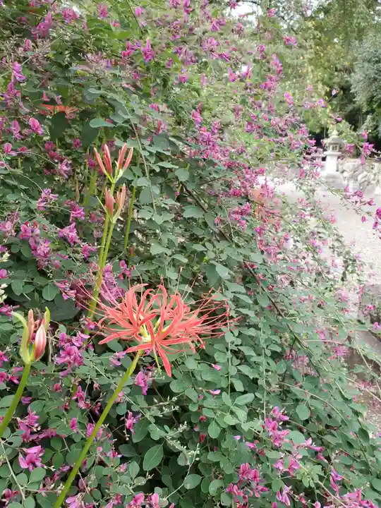 沙沙貴神社の自然