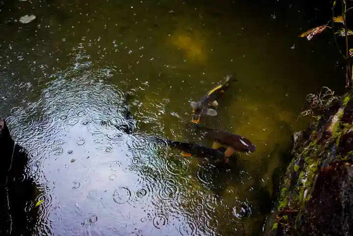 宇部観音千仏寺の動物