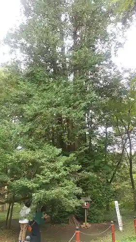 伊佐須美神社(福島県)