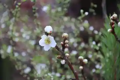 滑川神社 - 仕事と子どもの守り神の授与品その他
