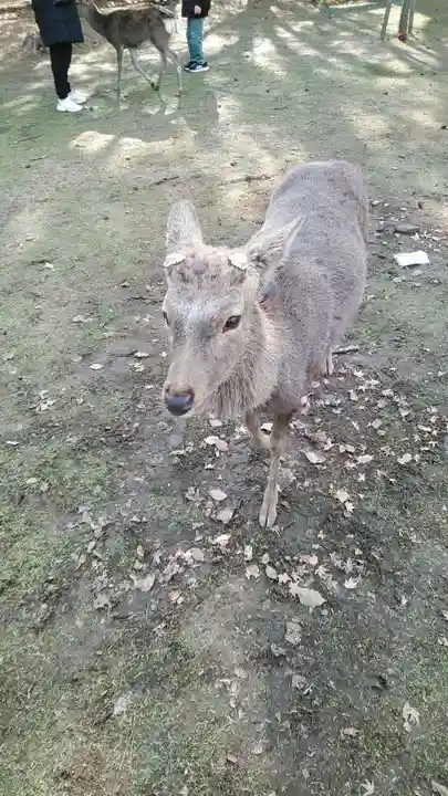 長谷寺(奈良県)